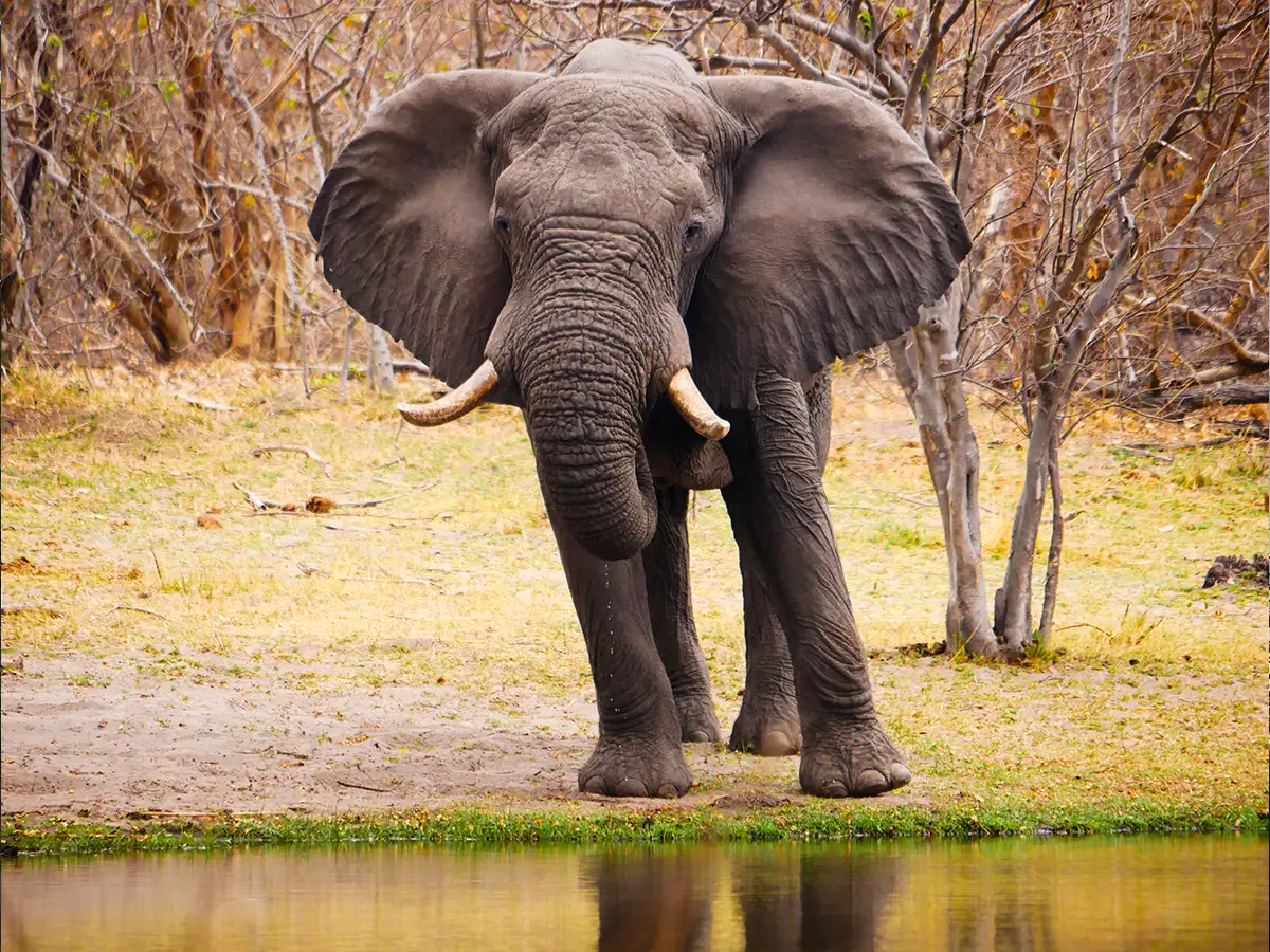 Meine-Namibia-Safaris-Guided-Botswana-Offroad-Tour Meine-Namibia-Safaris-Guided-Botswana-Offroad-Tour