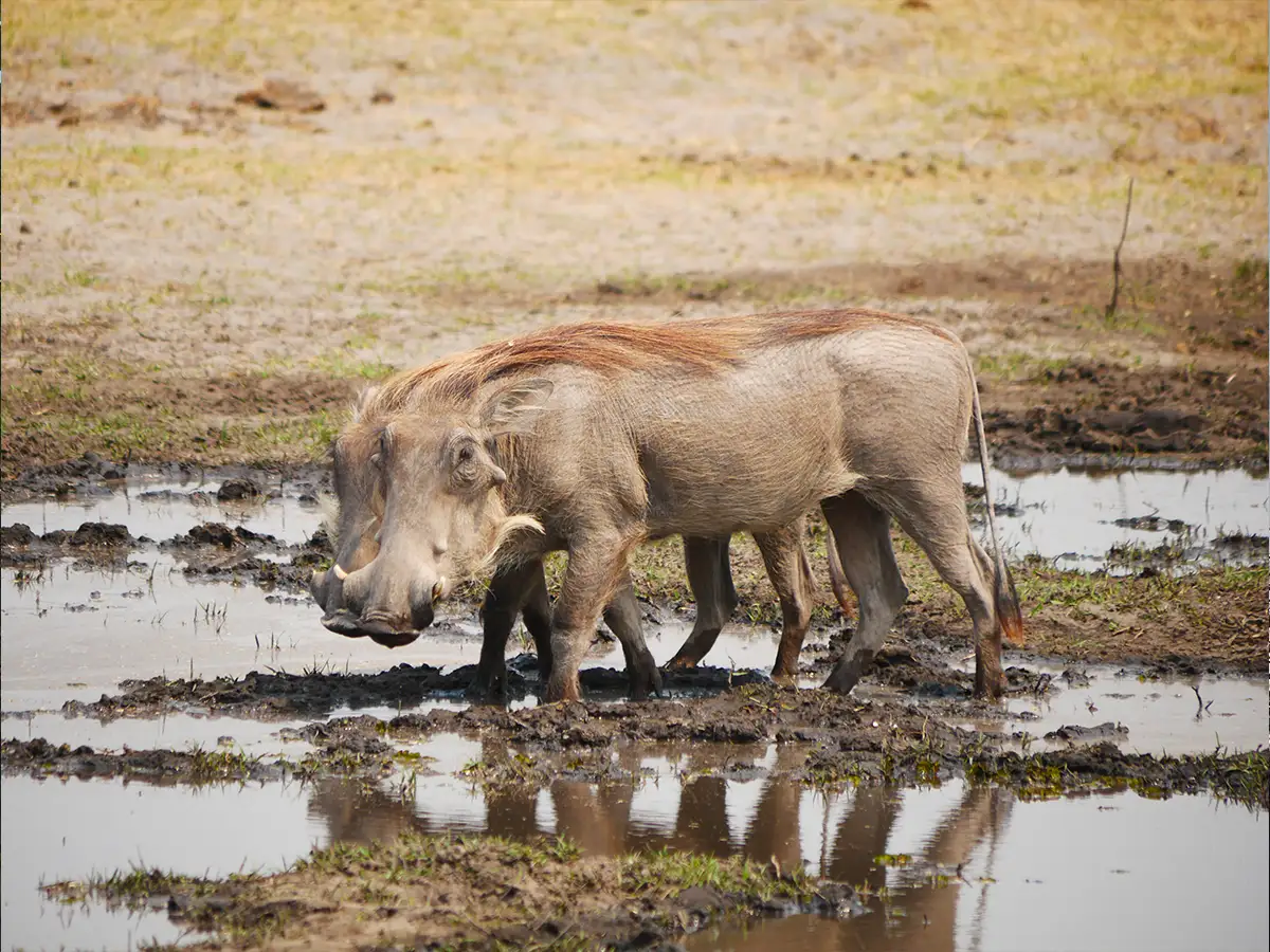 Meine-Namibia-Safaris-Guided-Botswana-Offroad-Tour Meine-Namibia-Safaris-Guided-Botswana-Offroad-Tour