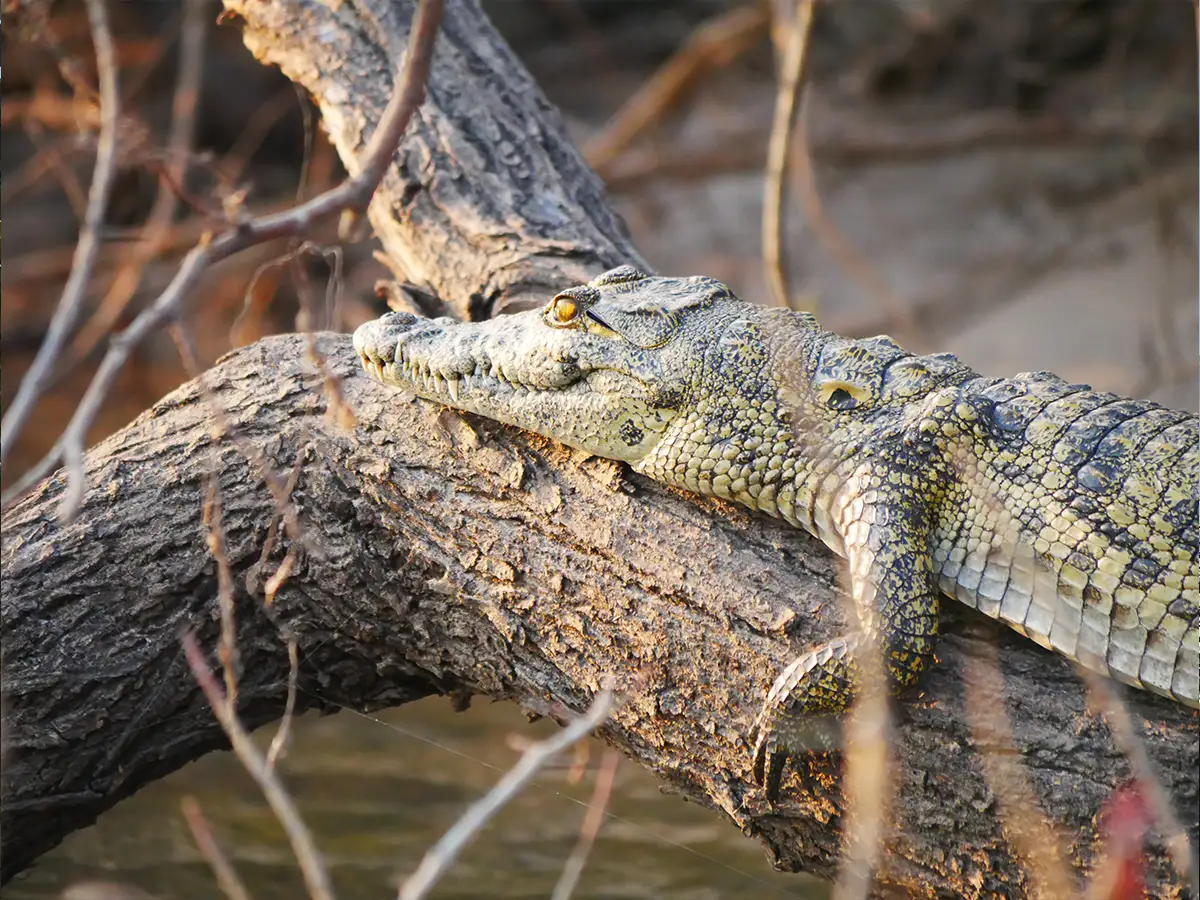 Meine-Namibia-Safaris-Guided-Botswana-Offroad-Tour Meine-Namibia-Safaris-Guided-Botswana-Offroad-Tour