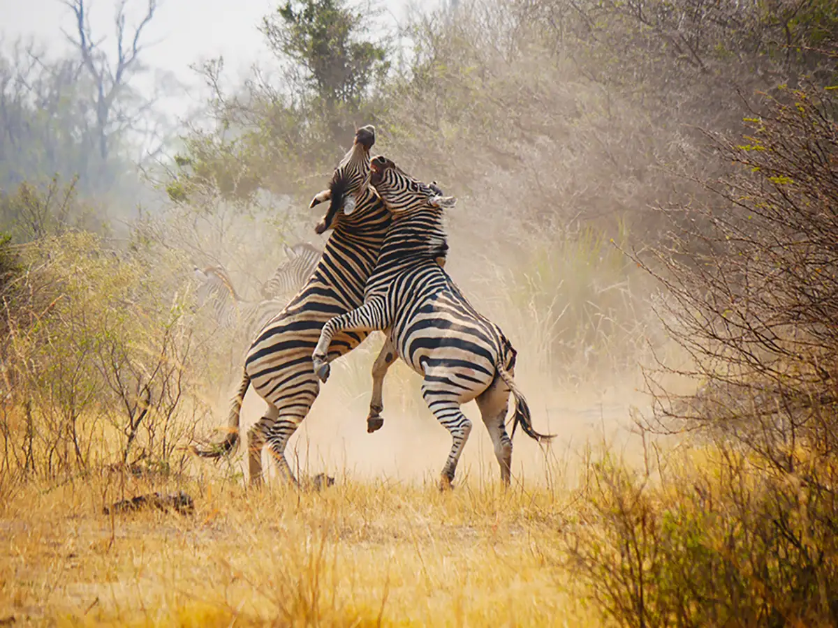 Meine-Namibia-Safaris-Guided-Botswana-Offroad-Tour Meine-Namibia-Safaris-Guided-Botswana-Offroad-Tour
