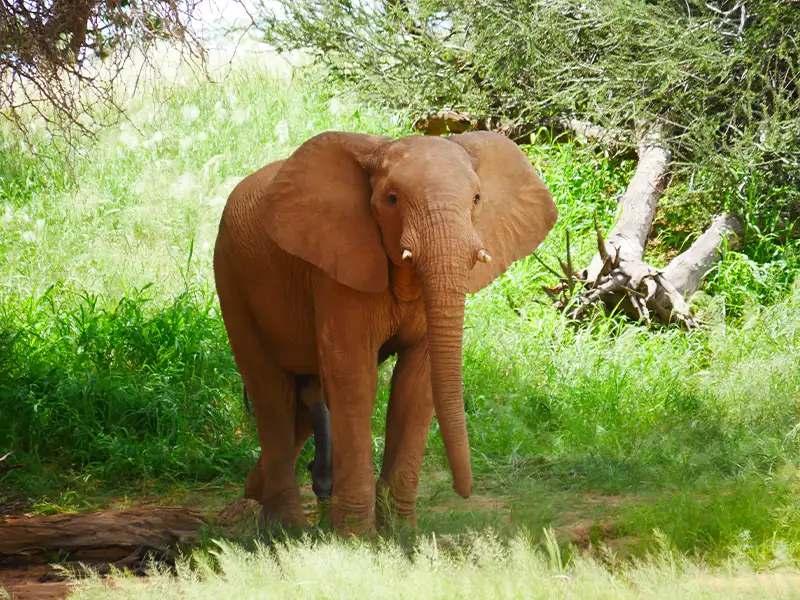 Elephant between trees in Namibia Elephant between trees in Namibia
