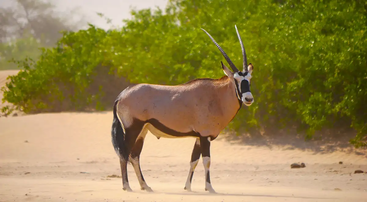 Oryx Gazella standing in Kalahari desert Oryx Gazella standing in Kalahari desert