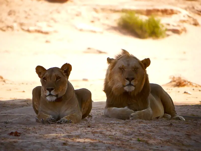 Safaris Two Lions Under Tree in Shade Namibia Safaris Two Lions Under Tree in Shade Namibia