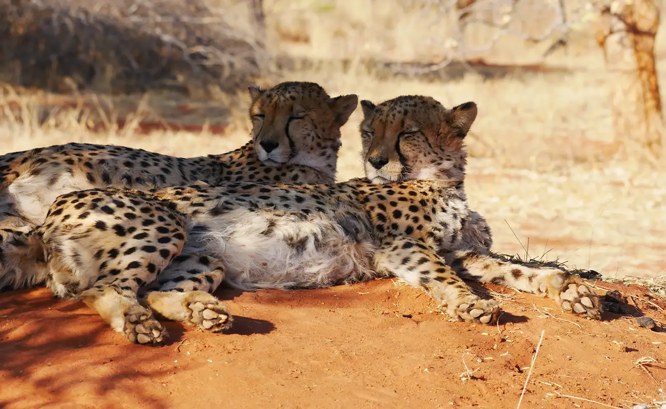 Cheetahs in the Wild in Namibia