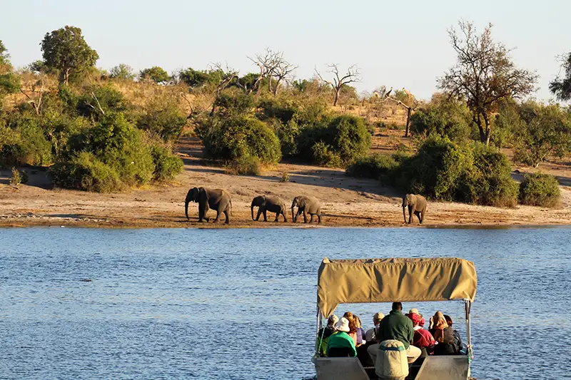Dinner Cruise at Zambezi River