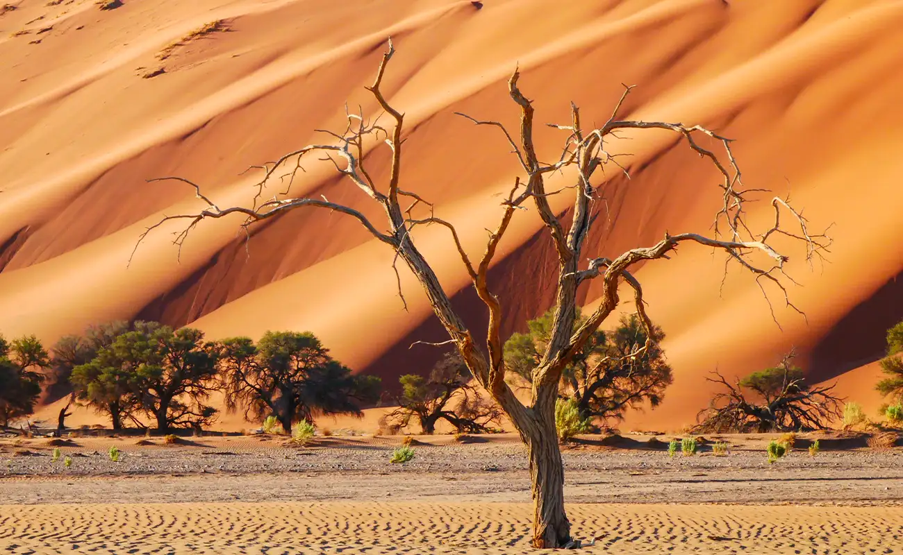 Dune 45-Namib-Naukluft National Park in Namibia