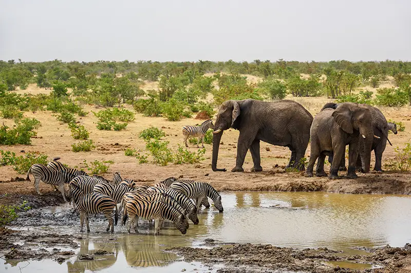 Elephant and Zebra Waterhole in Namibia