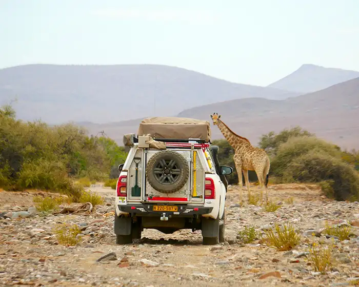 Guided 4x4 safari vehicle on a gravel road in Damaraland with giraffe, Namibia