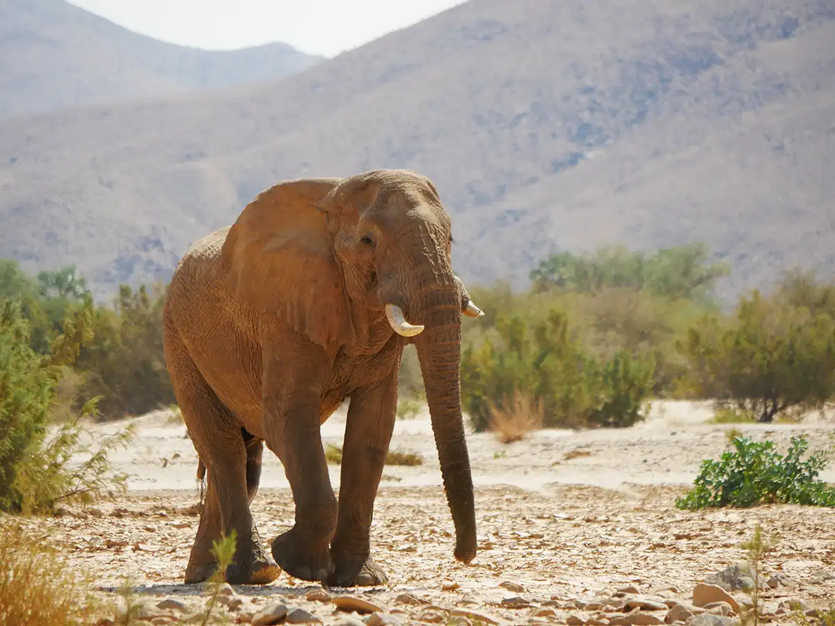 Meine-Namibia-Safaris-Guided-Heavy-Offroad-Kaokoland-Tour