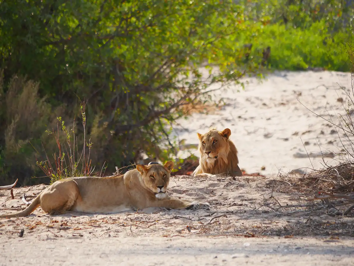 Meine-Namibia-Safaris-Guided-Heavy-Offroad-Kaokoland-Tour Meine-Namibia-Safaris-Guided-Heavy-Offroad-Kaokoland-Tour