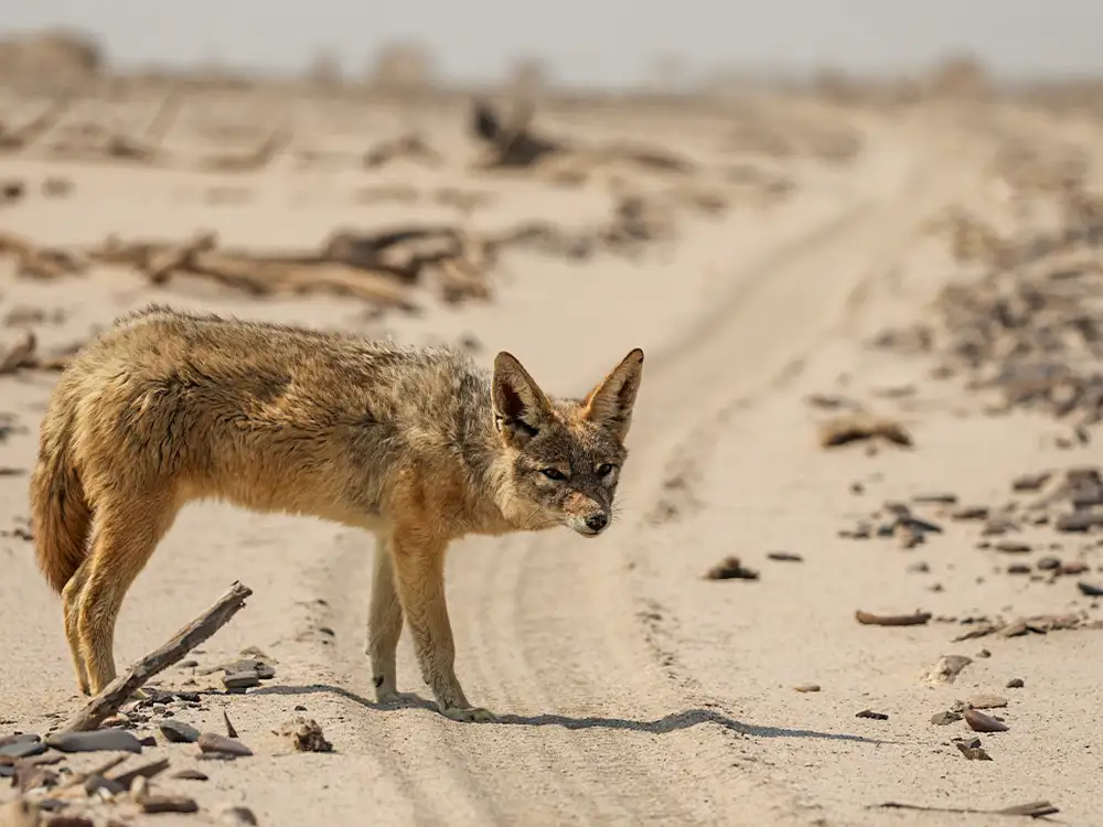 Namibia-Guided-Safaris-Kaokoland-Skeleton-Tour Namibia-Guided-Safaris-Kaokoland-Skeleton-Tour