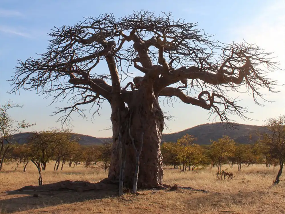 Namibia-Guided-Safaris-Kaokoland-Skeleton-Tour Namibia-Guided-Safaris-Kaokoland-Skeleton-Tour